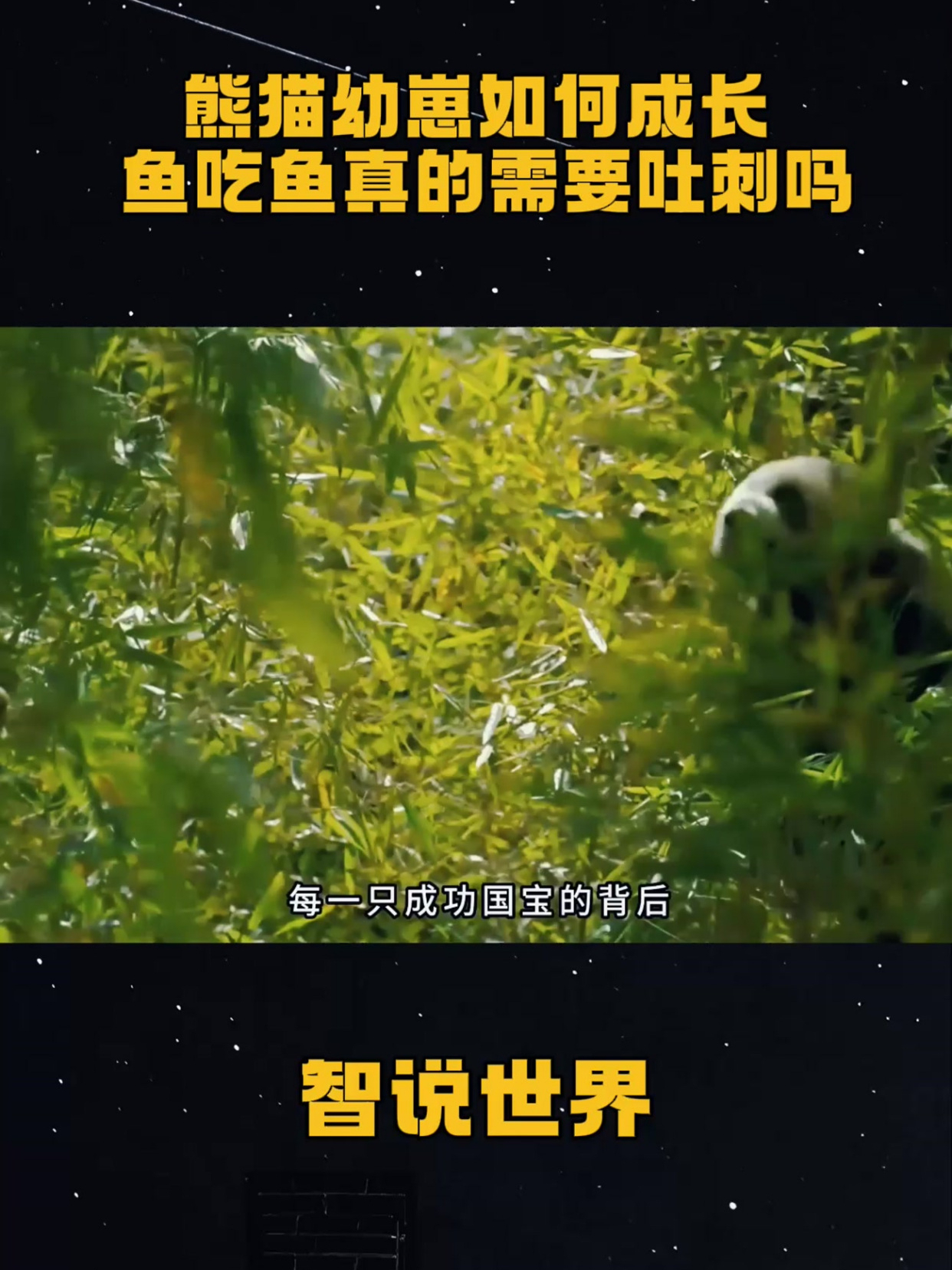 熊猫幼崽如何成长,鱼吃鱼真的需要吐刺吗