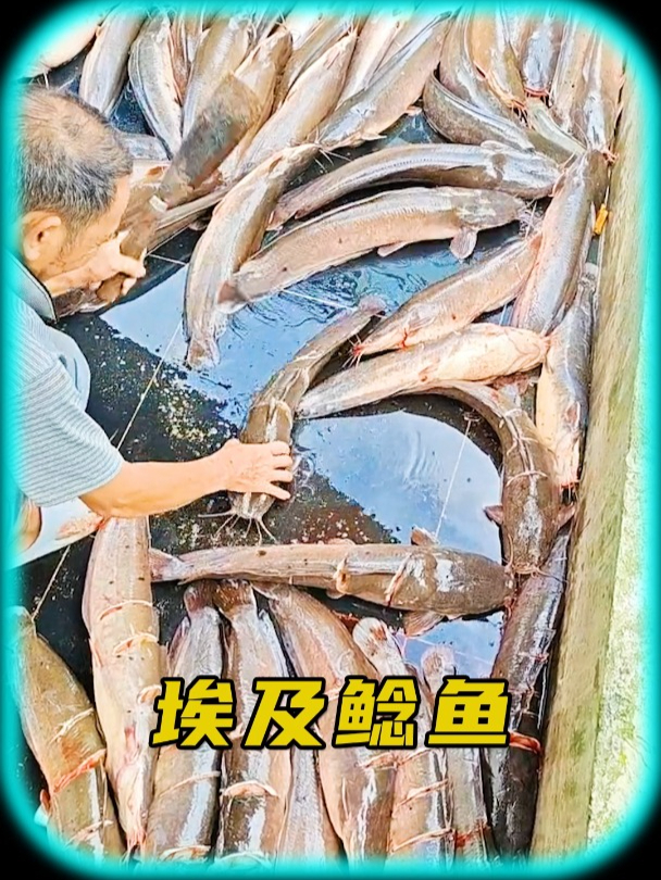 埃及鲶鱼为什么钟爱臭水沟?