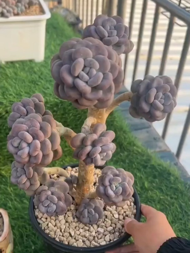 都知道香水多肉不好养,特容易烂杆,但我告诉大家一点解决!