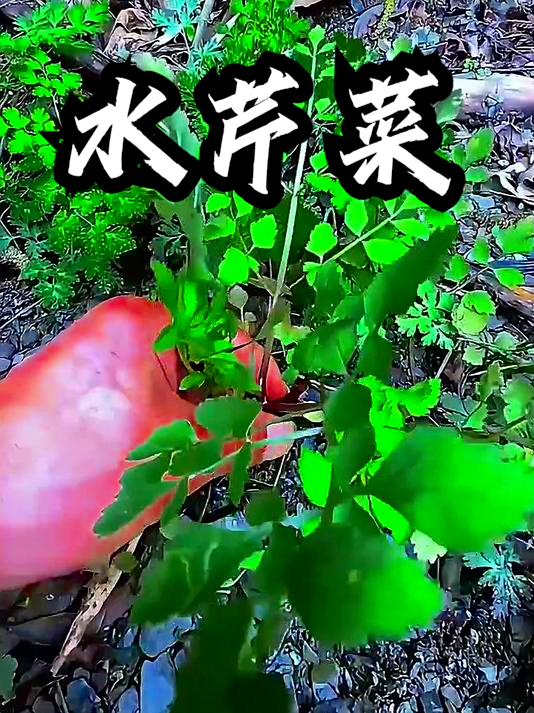 水芹菜也叫小叶芹,感觉排尿不太顺畅,它能帮你促进身体代谢