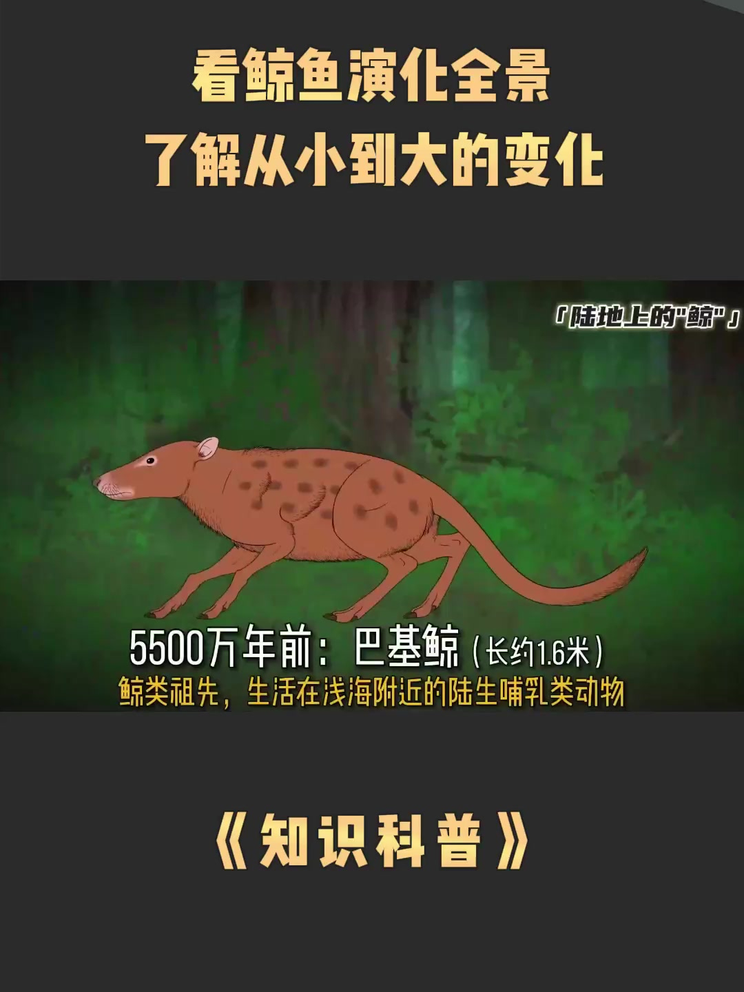 看鲸鱼演化全景,了解从小到大的变化