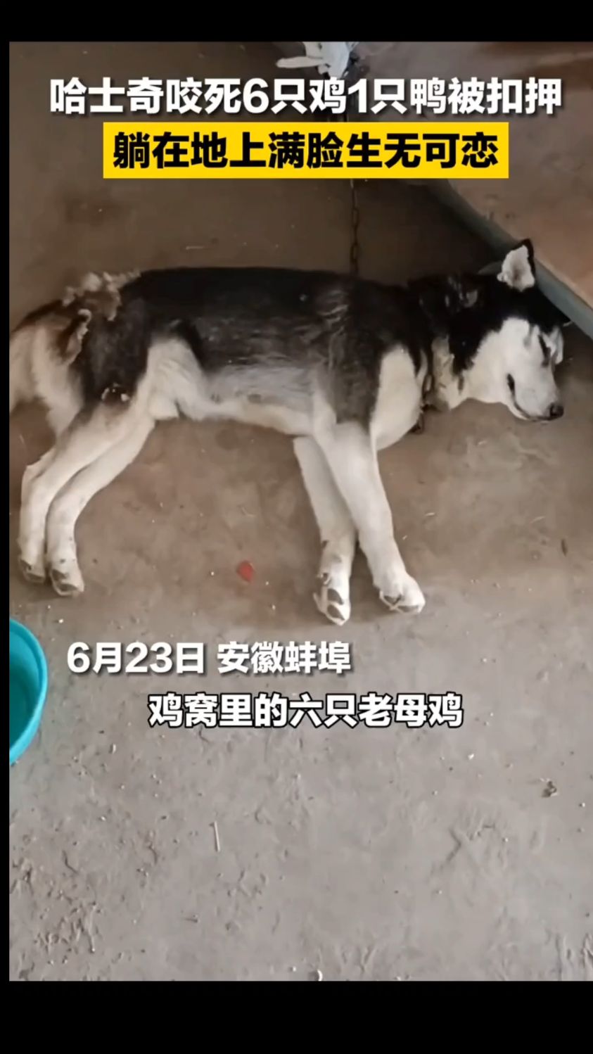6月23日,安徽蚌埠,哈士奇咬死6只鸡1只鸭后被扣押,躺在地上满脸生无可恋