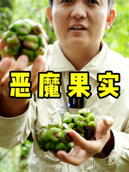 「水果猎人」现实中的恶魔果实,我替你们尝了!