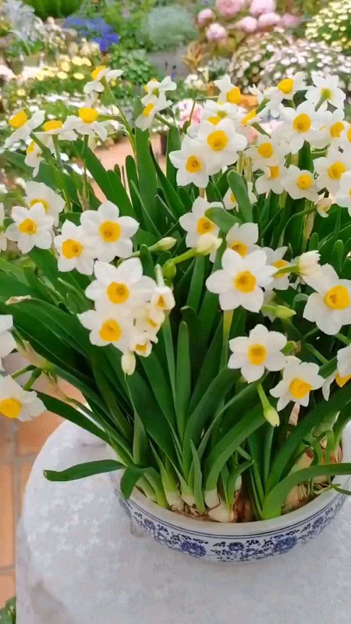 #水仙花# 开花满屋都是淡淡的香味,冬季开花,非常好养有点水就能存活# #养花小知识