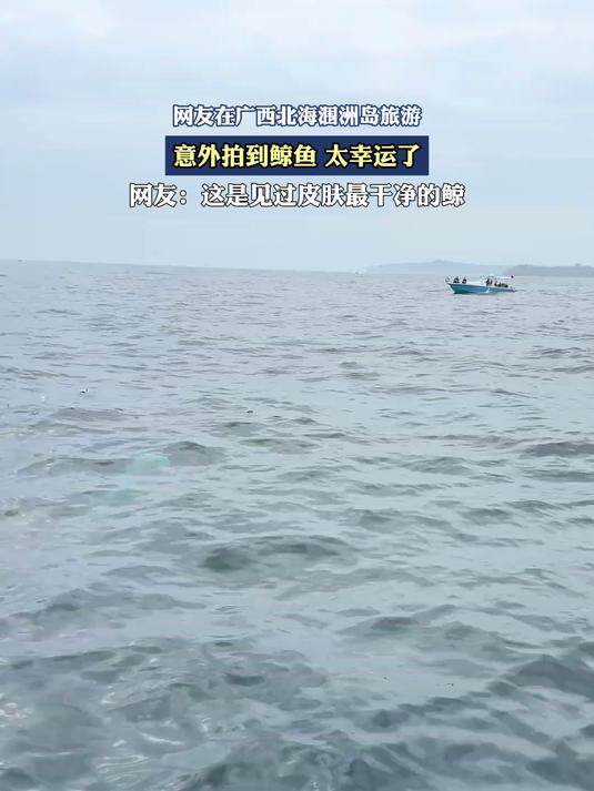 网友在广西北海涠洲岛旅游,意外拍到鲸鱼,太幸运了