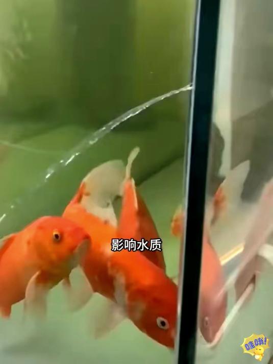 强力密封胶,水下照常粘,各种漏水都能治,补好超耐久!