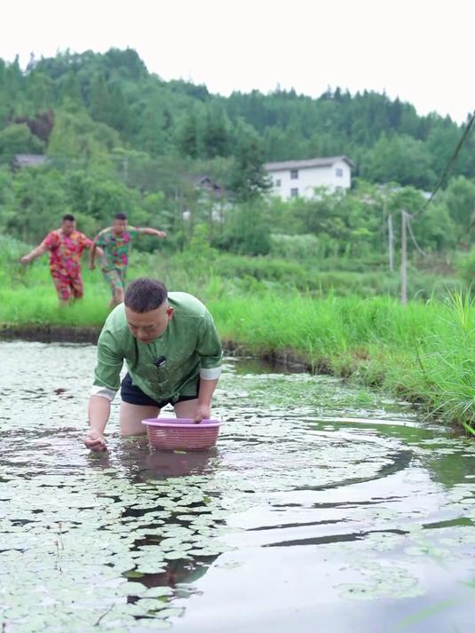 莼菜你们吃过没有?今天和二娃三娃摘点莼菜来做个莼菜肉片汤