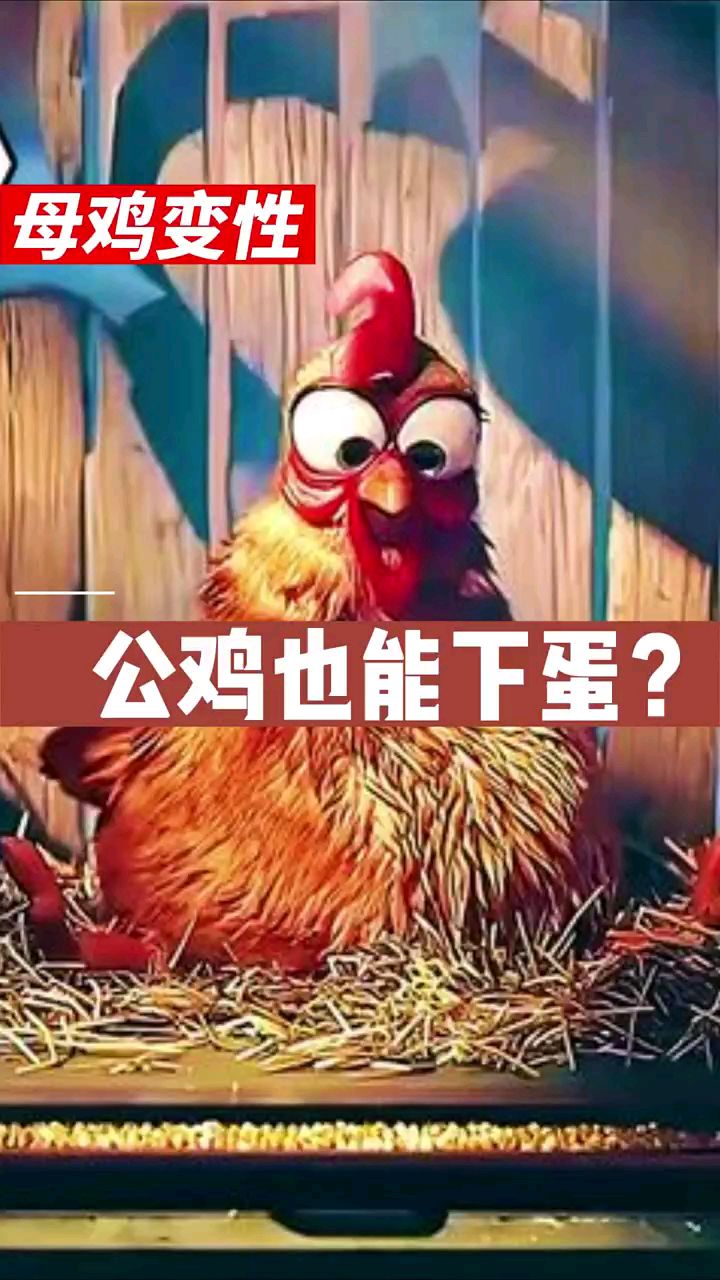 你见过公鸡下蛋吗