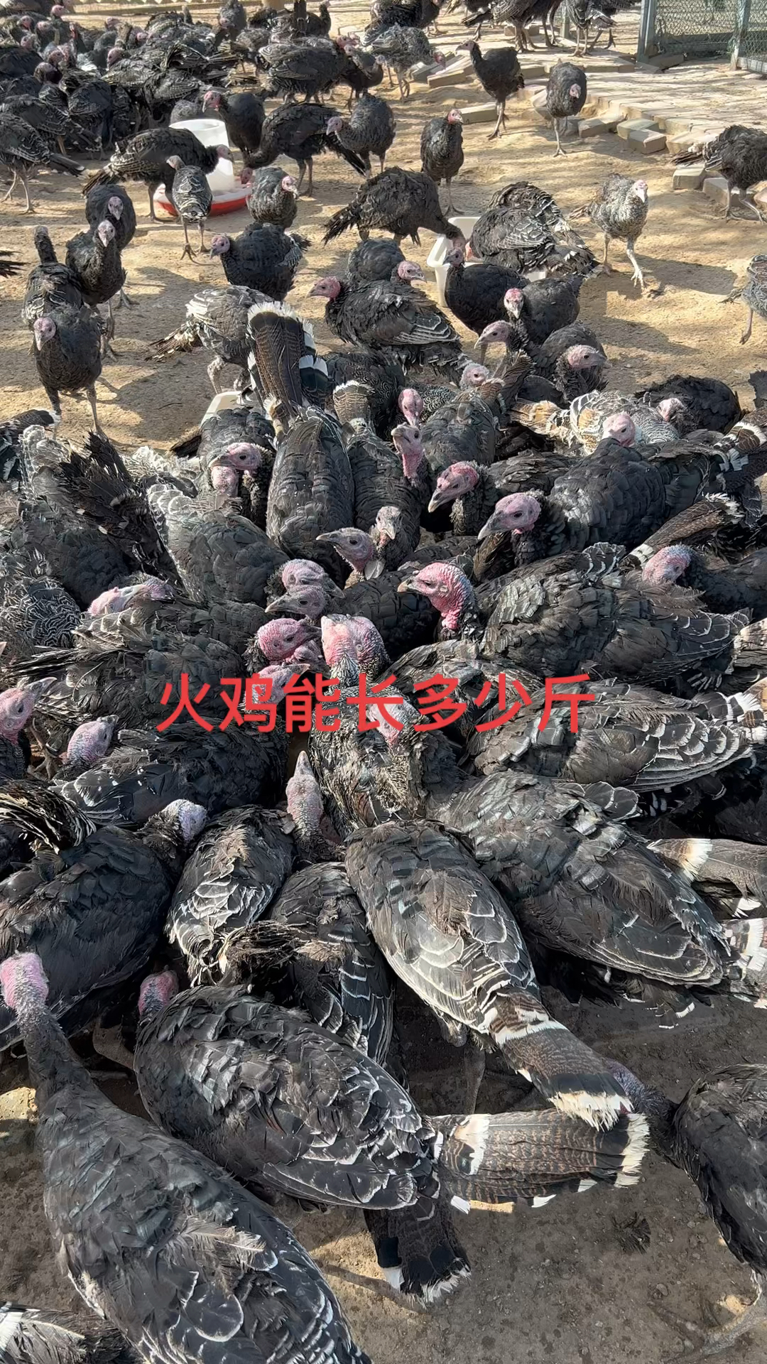 火鸡能长多少斤