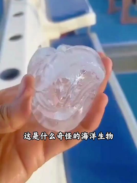 一口气带你认识16种深海巨物,你认识其中哪几种呢?