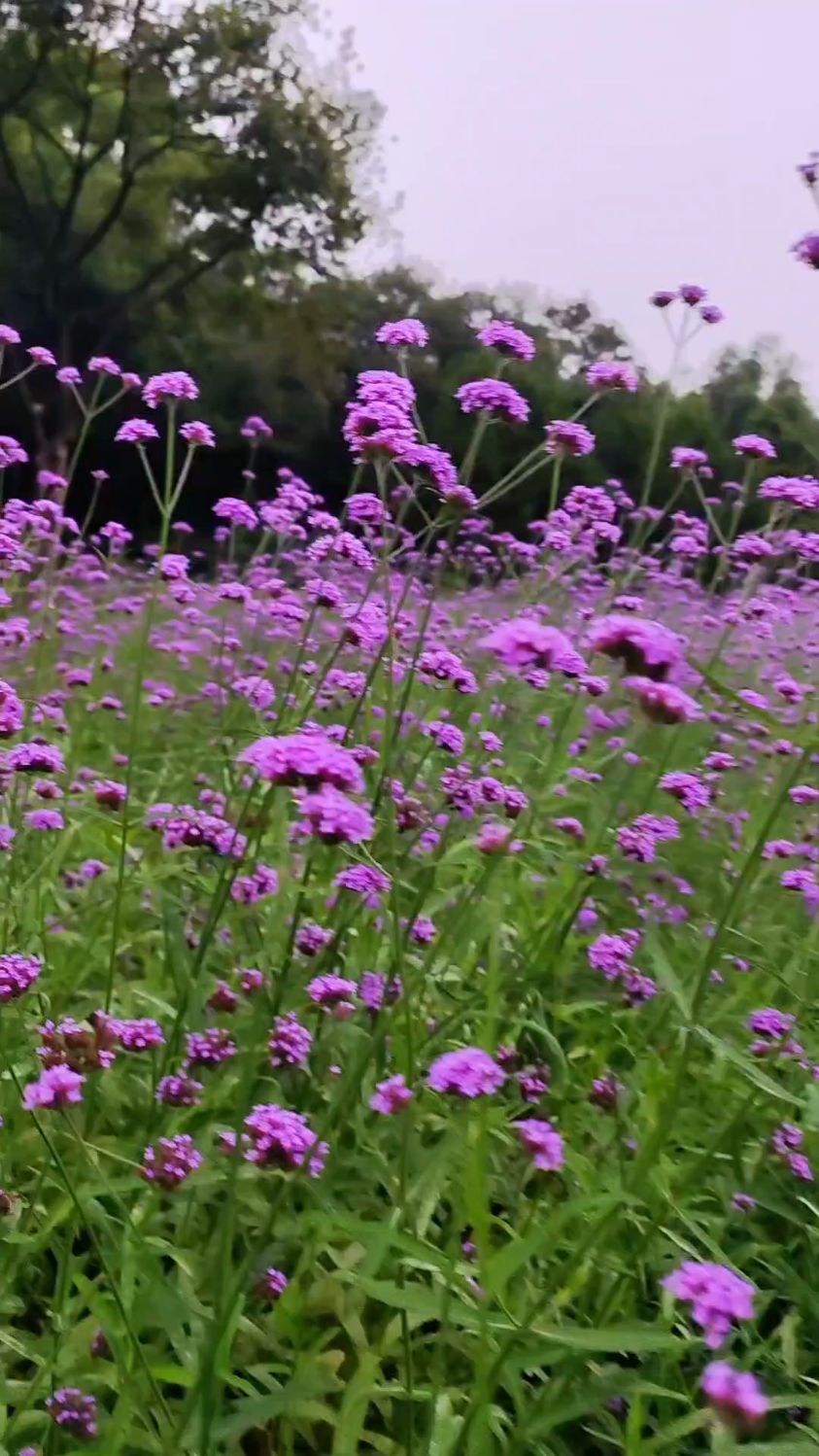 元美公园的柳叶马鞭草盛开了
