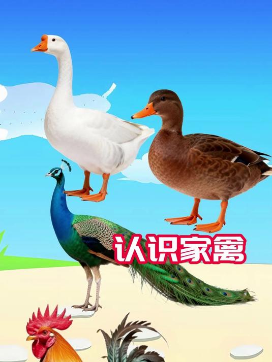 认识家禽动物:大白鹅,鸭子,孔雀和公鸡