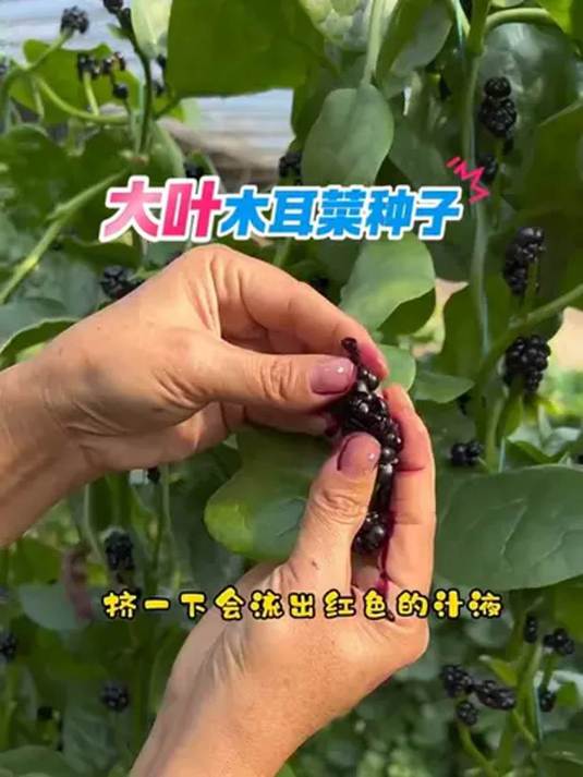 阳台小院种啥好?大叶木耳菜,耐热耐温四季采!