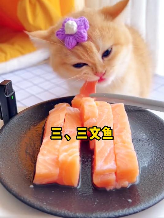 猫咪吃了能长寿的食物，还不码住？