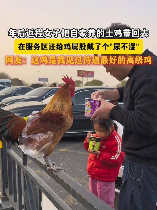 年后返程女子把自家养的土鸡带回去，在服务区还给鸡屁股戴了个尿不湿，这鸡是我见过待遇最好的高