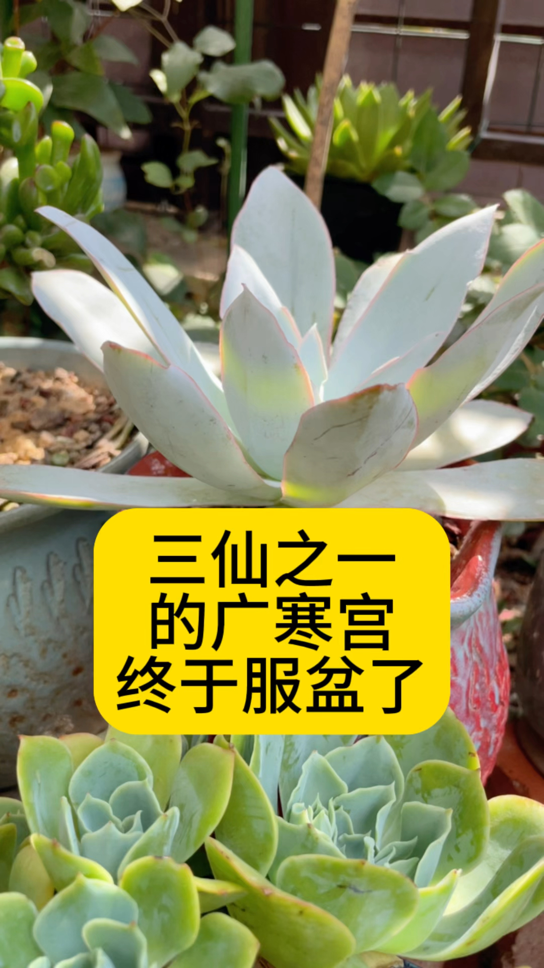 三仙之一的广寒宫终于服盆了,夏种型的多肉,夏天生长速度快