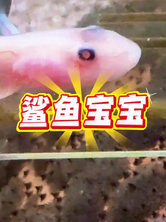 小鲨鱼宝宝已经初具形态啦～