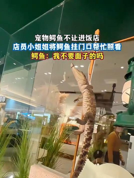 宠物鳄鱼不让进饭店,店员小姐姐将鳄鱼挂门口帮忙照看,鳄鱼:我不要面子的吗