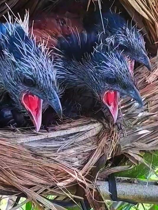 红毛鸡的叫声相当吵闹