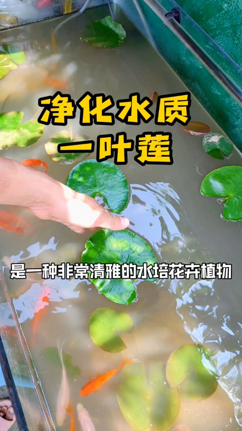 鱼缸净化水质用水生植物一叶莲