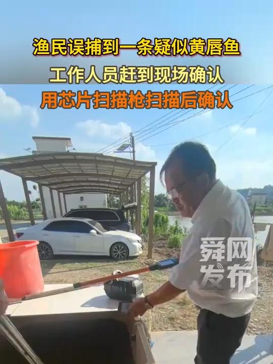 渔民误捕到一条疑似黄唇鱼,工作人员赶到现场确认,用芯片扫描枪扫描后确认