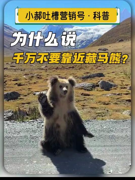 《为什么说不能随意靠近藏马熊？》《鲸鱼是不是鱼？》