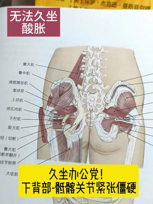 下背部训练,无法久坐,激活臀背部肌肉力量