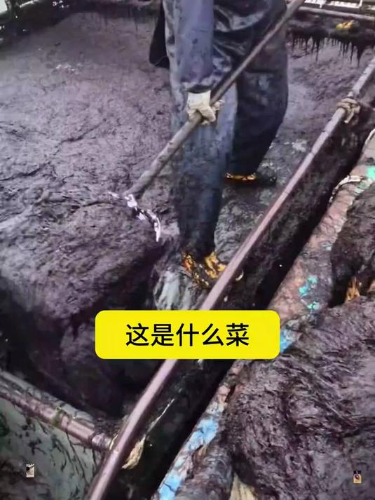 这是什么菜?好吃吗?