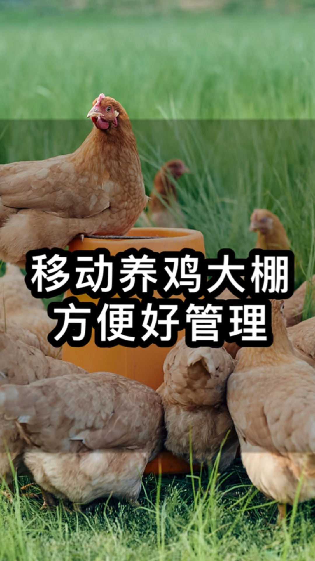 移动养鸡大棚,方便好管理