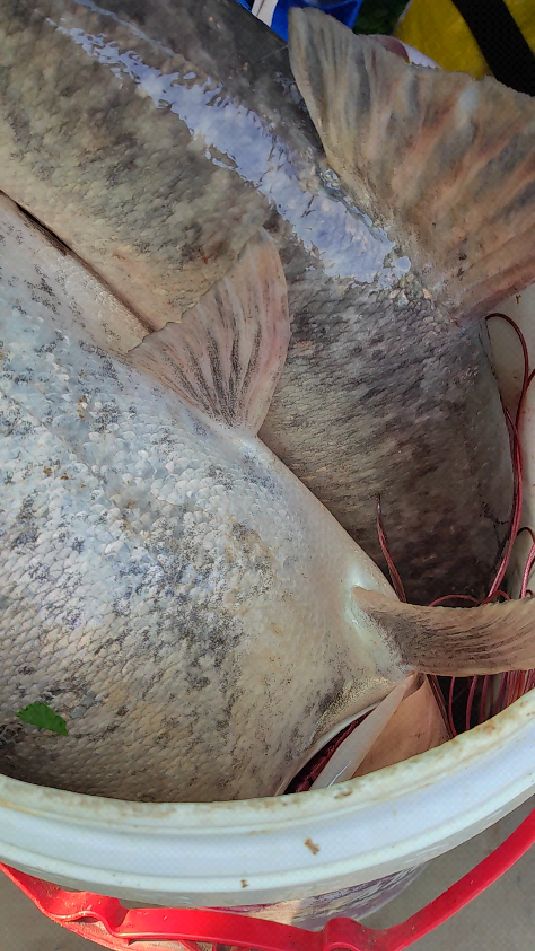 没鱼没鱼没大鱼!