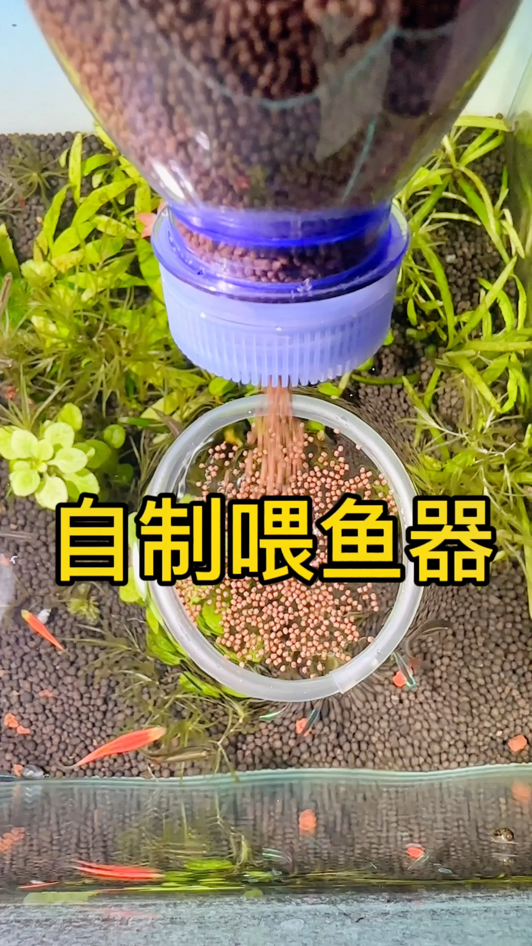 养鱼的家人们,教你自制喂鱼器,简单、方便、实用