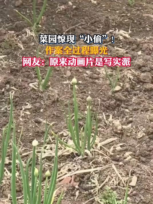 菜园惊现“小偷”!作案全过程曝光,网友:原来动画片是写实派