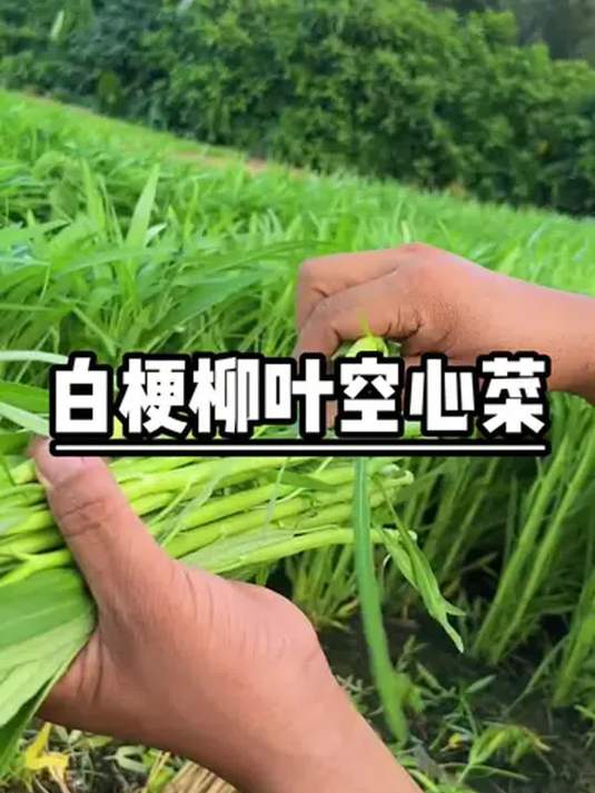 白梗柳叶空心菜种植超简单 阳台小院都能种 快来学