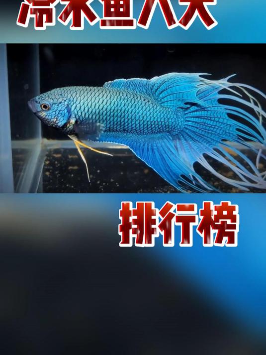 冷水鱼八大排行榜