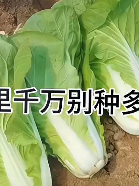 奶油白菜