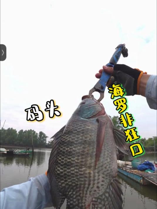 这里就是钓鱼人的野钓天堂，海罗非抽到手软