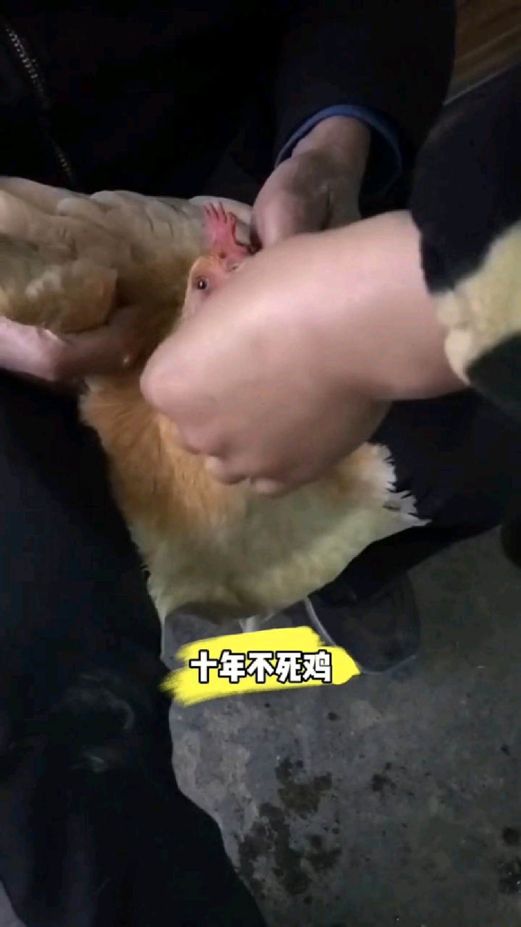 养鸡救命药,不死鸡