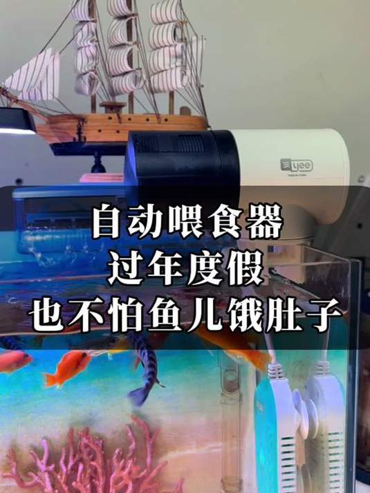 过年回家鱼儿无人喂?自动喂食器来救场,鱼不挨饿