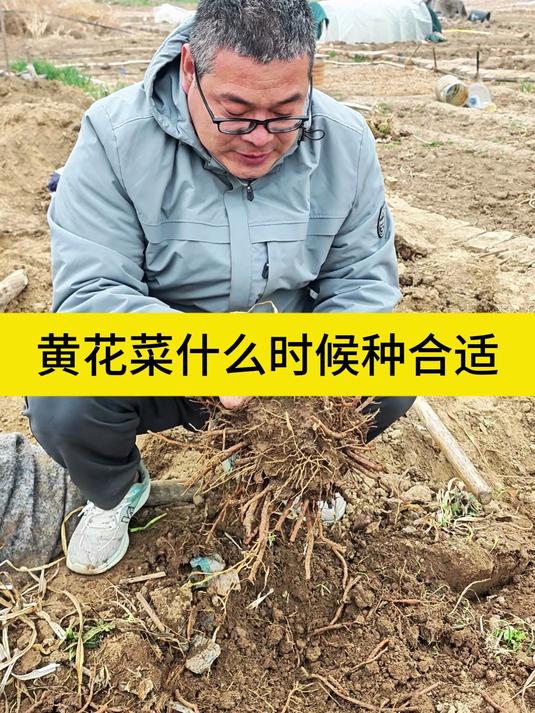 黄花菜什么时候种合适