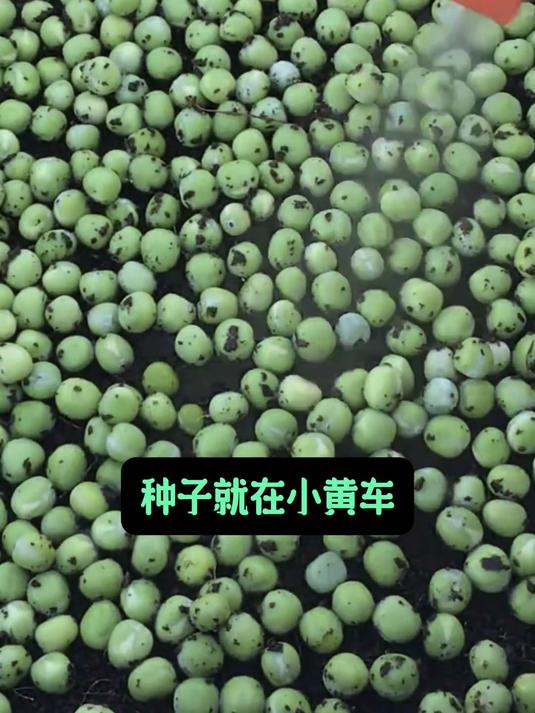 水培土培都行的豌豆尖种子,易种易活,口感嫩滑超美味