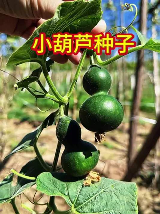 墨绿葫芦种子大揭秘 优质品种 手捻文玩必备