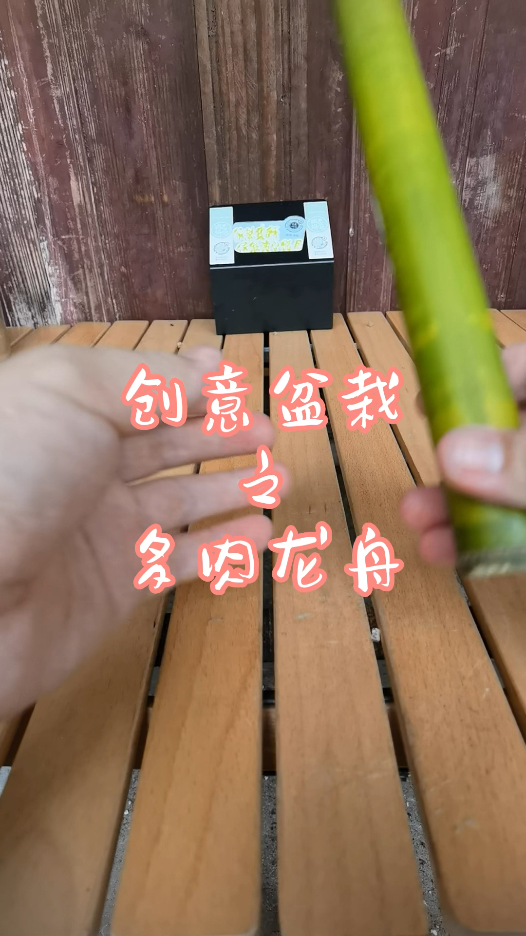 端午节送什么?竹子制作龙舟花盆,种上多肉植物,成龙舟创意盆栽,网友:太有创意了!