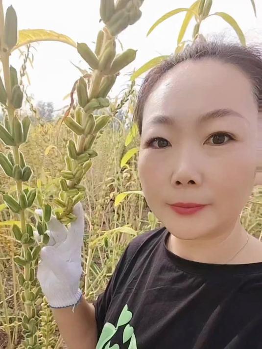芝麻蹿到一人多高!难割有妙招,稳割不撒籽