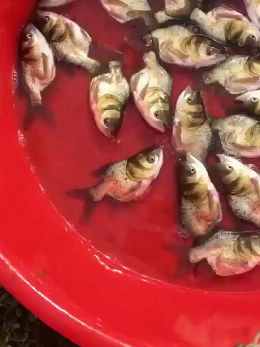 科普不同种类的鱼，看你认识几种？