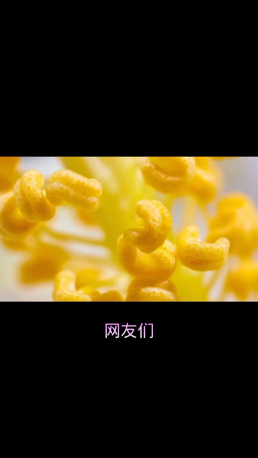 蛇莓是什么,有什么功效?