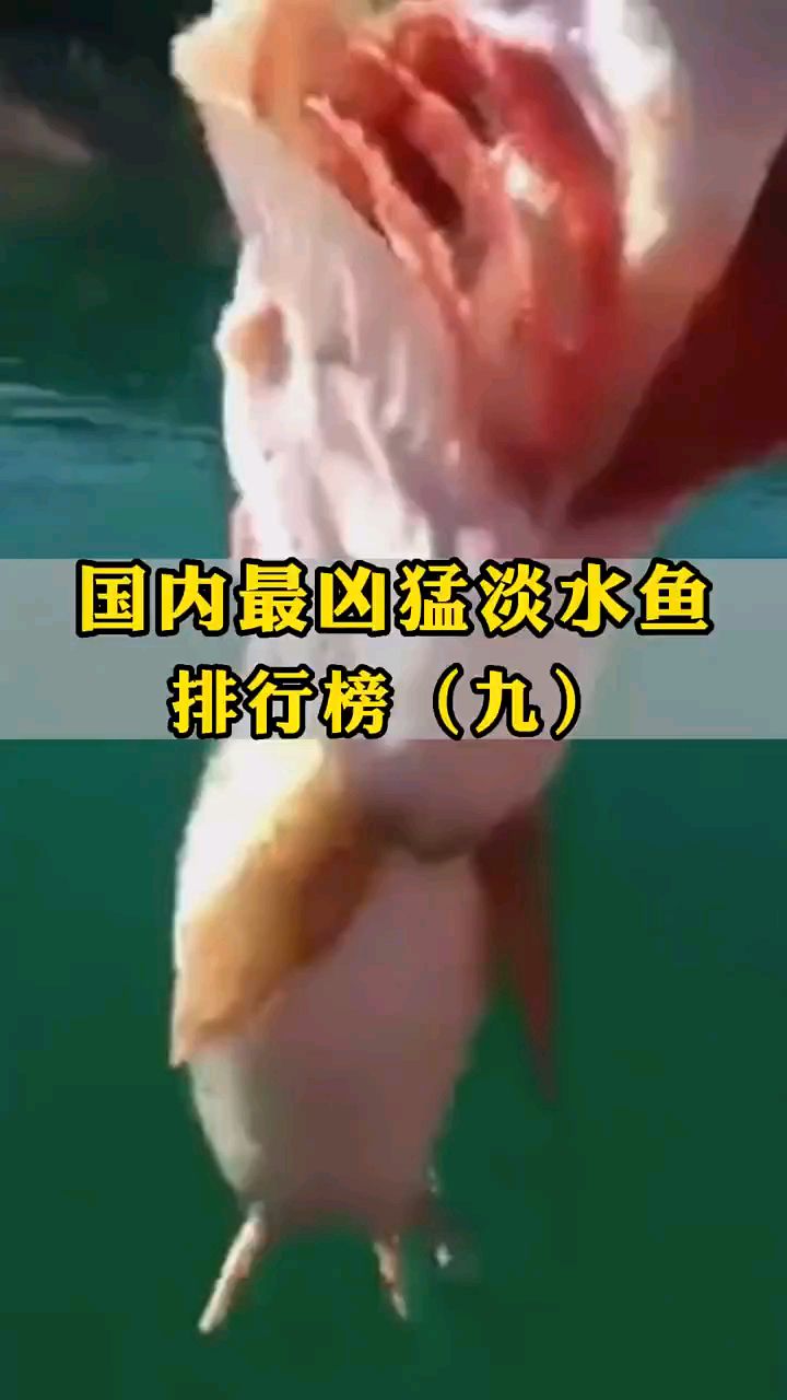 国内最凶猛淡水鱼排行榜9