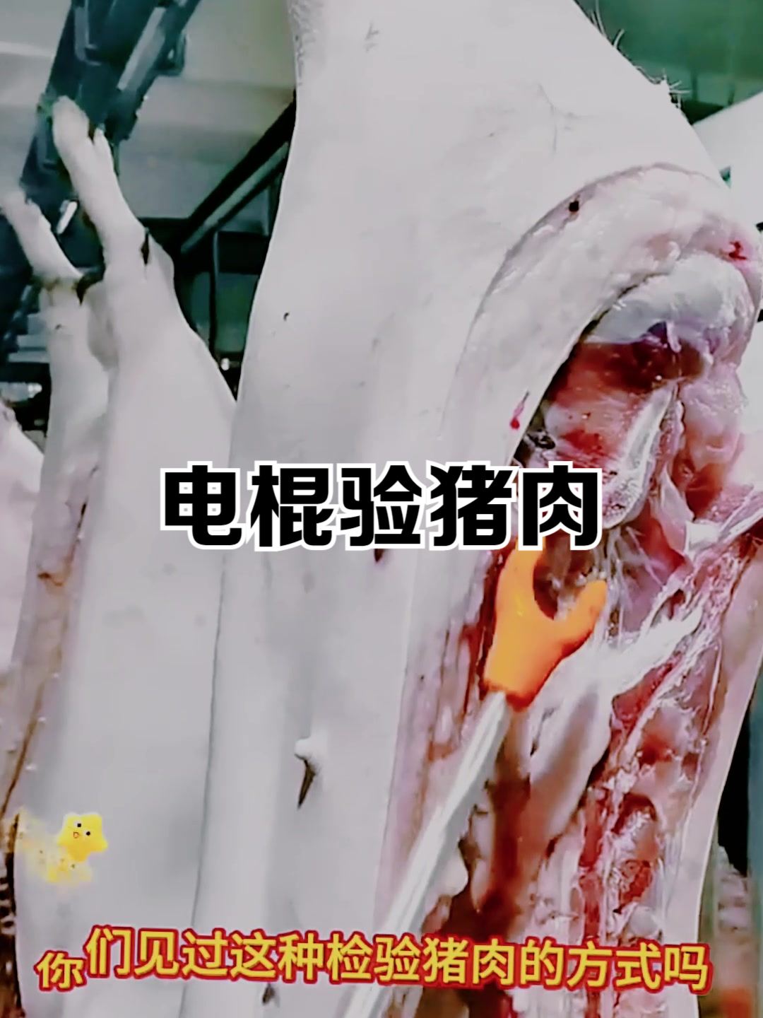 用电棍检验猪肉是否合格