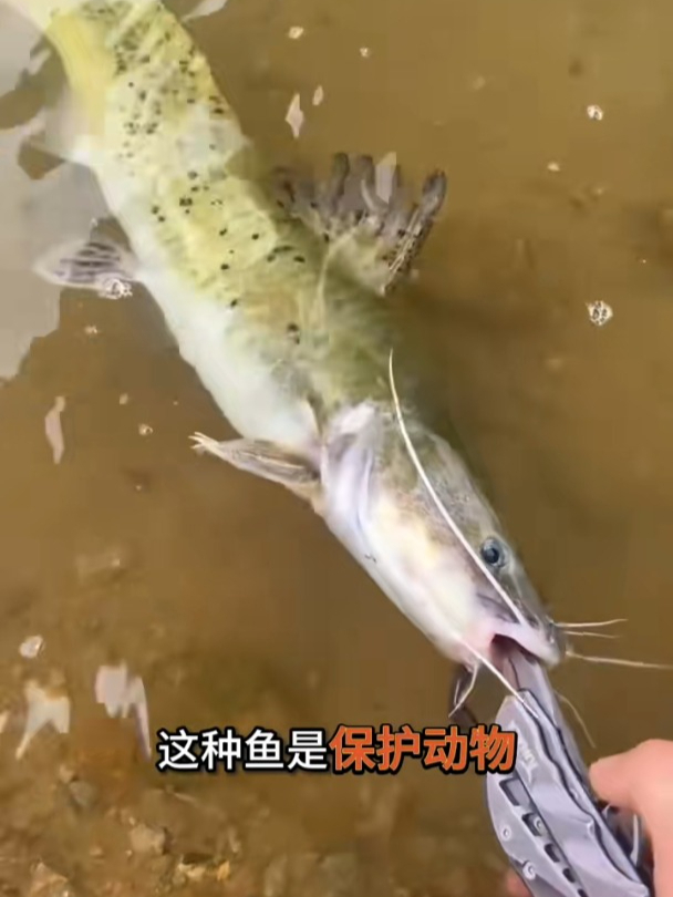 芝麻剑鱼,我们遇到了要放生哦