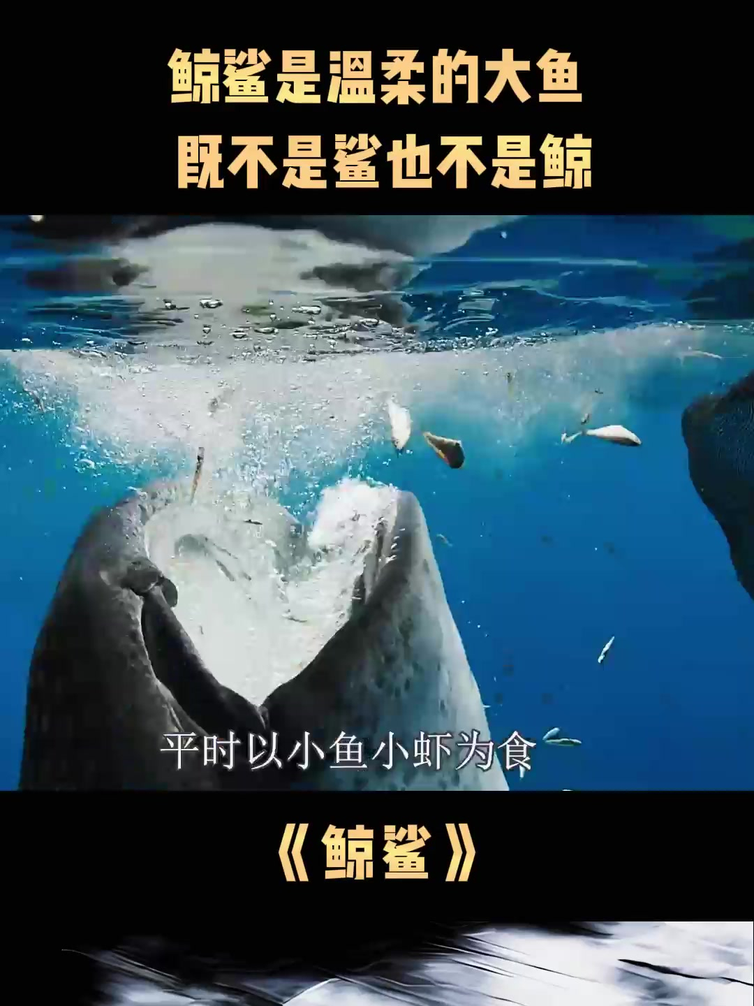 鲸鲨是温柔的大鱼,既不是鲨也不是鲸