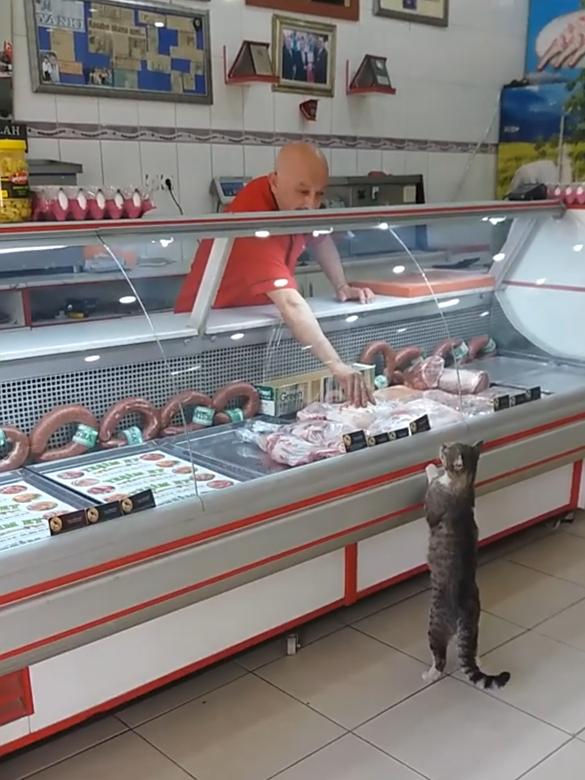 一只流浪猫走进肉店讨要食物,老板不仅没有驱赶,还热情地招待它